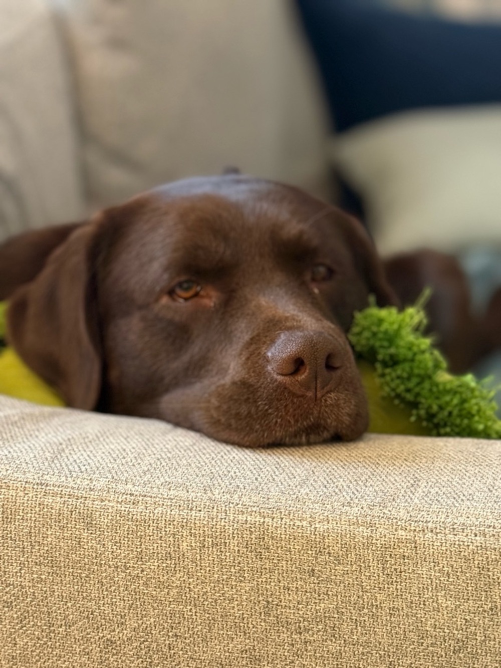 Meet your Posher, Teresa